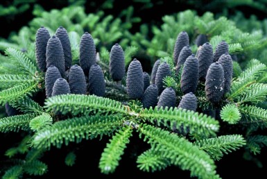 Abies koreana struik 60-80 cm