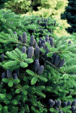 Abies koreana struik 60-80 cm
