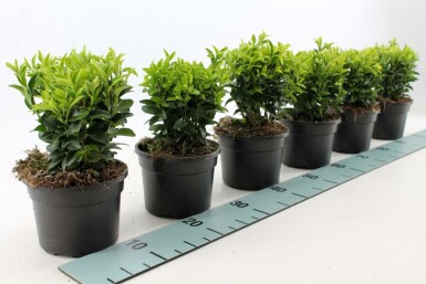 Japanse Kardinaalsmuts Euonymus Japonicus 'Green Spire' Pot Euonymus japonicus 'Green Spire'