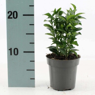 Euonymus japonicus 'Green Spire' C1,5 15-20