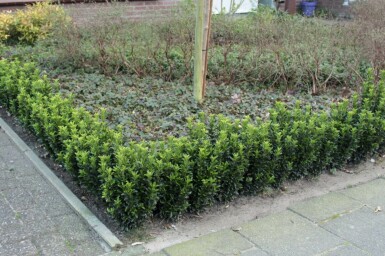 Euonymus japonicus 'Green Spire' C1,5 15-20
