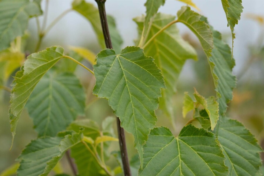 Chinese esdoorn Acer davidii struik 80-100 C7,5 Acer davidii struik 80-100 cm