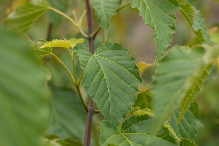 Chinese esdoorn Acer davidii struik 80-100 C7,5 Acer davidii struik 80-100 cm