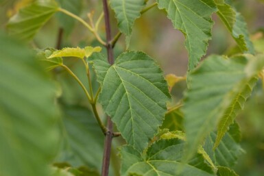 Chinese esdoorn Acer davidii struik 80-100 C7,5 Acer davidii struik 80-100 cm