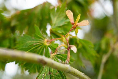 Acer japonicum 'Aconitifolium' struik 40-50 cm