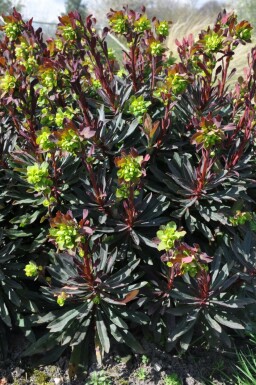 Amandelwolfsmelk Euphorbia amygdaloides 'Purpurea' Pot Euphorbia amygdaloides 'Purpurea'