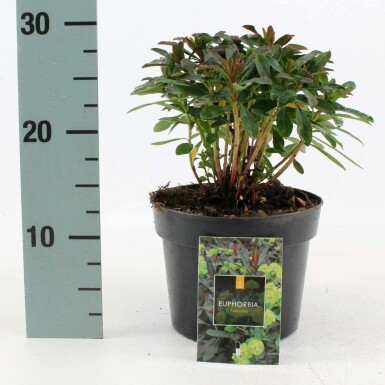 Amandelwolfsmelk Euphorbia amygdaloides 'Purpurea' Pot Euphorbia amygdaloides 'Purpurea'