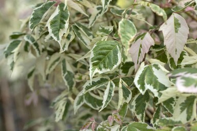 Acer negundo 'Flamingo' struik 125-150 cm