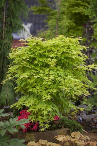 Acer palmatum struik 150-175 cm