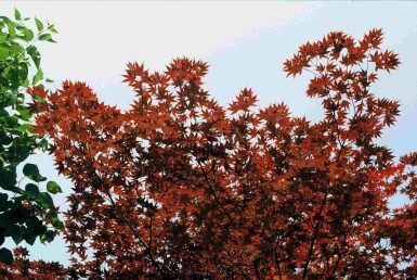 Acer palmatum 'Atropurpureum' struik 80-100 cm