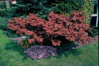 Acer palmatum 'Atropurpureum' struik 150-175 cm