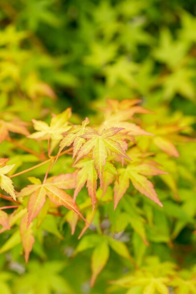 Acer palmatum 'Bi Hoo' struik 50-60 cm