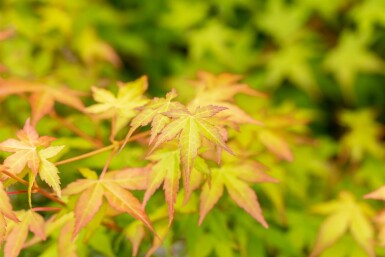 Acer palmatum 'Bi Hoo' struik 60-80 cm
