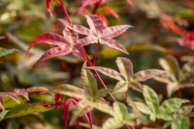 Acer palmatum 'Bi Hoo' struik 60-80 cm