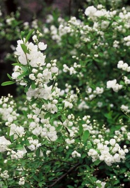 Parelstruik Exochorda macrantha 'The Bride' Pot Exochorda × macrantha 'The Bride'