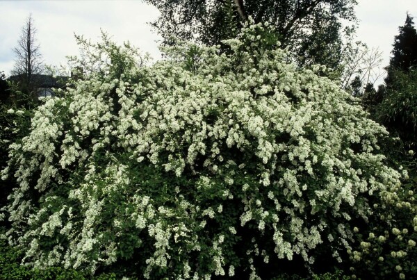 Parelstruik Exochorda macrantha 'The Bride' Pot