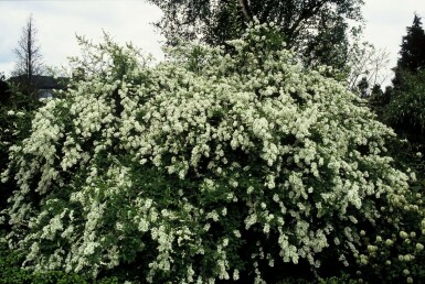 Parelstruik Exochorda macrantha 'The Bride' Pot Exochorda × macrantha 'The Bride'