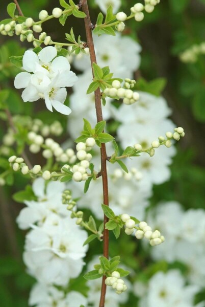 Parelstruik Exochorda macrantha 'The Bride' Pot