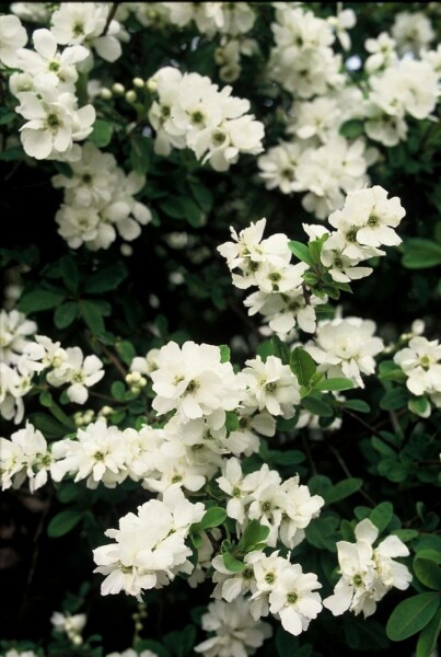 Parelstruik Exochorda macrantha 'The Bride' Pot
