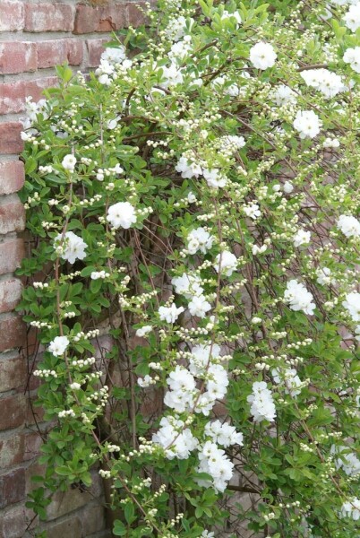 Parelstruik Exochorda macrantha 'The Bride' Pot