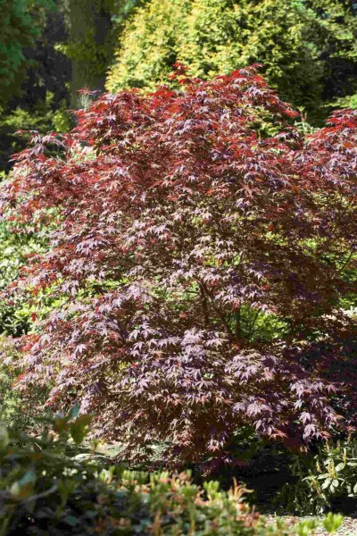 Acer palmatum 'Bloodgood' struik 125-150 cm