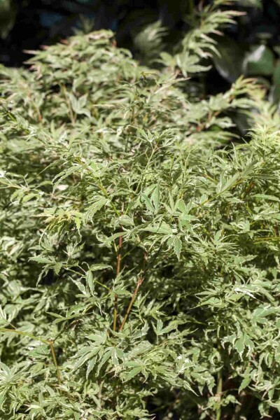 Acer palmatum 'Butterfly' struik 80-100 cm