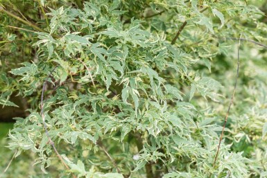 Acer palmatum 'Butterfly' struik 80-100 cm