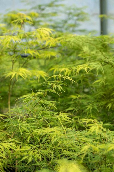 Acer palmatum 'Dissectum' struik 60-80 cm
