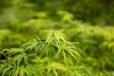 Acer palmatum 'Dissectum' struik 80-100 cm