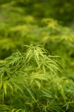 Acer palmatum 'Dissectum' struik 150-175 cm