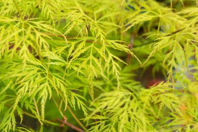 Acer palmatum 'Emerald Lace' struik 40-60 cm