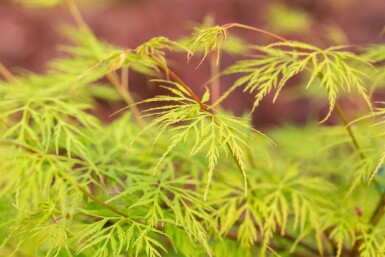 Acer palmatum 'Emerald Lace' struik 40-60 cm
