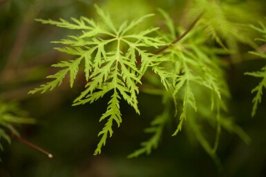 Acer palmatum 'Emerald Lace' struik 60-80 cm