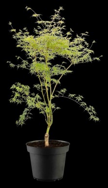 Acer palmatum 'Emerald Lace' struik 60-80 cm