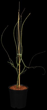 Acer palmatum 'Emerald Lace' struik 80-100 cm