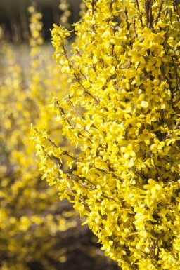 Chinees klokje Forsythia intermedia 'Goldrausch' Pot Forsythia intermedia 'Goldrausch' struik