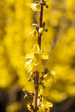 Chinees klokje Forsythia intermedia 'Goldrausch' Pot Forsythia intermedia 'Goldrausch' struik