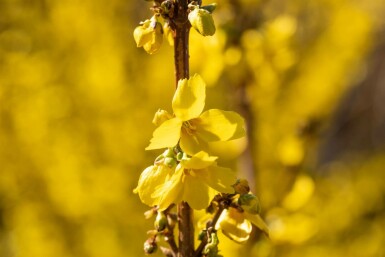 Forsythia × intermedia 'Goldrausch'