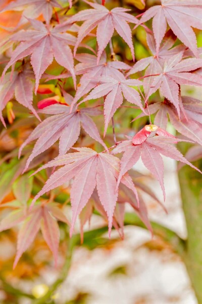 Acer palmatum 'Fireglow' struik 150-175 cm