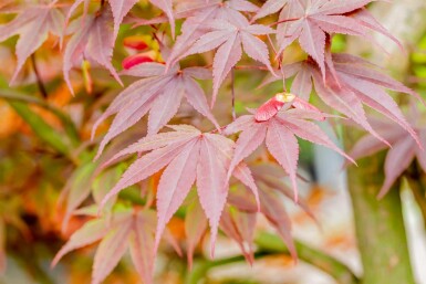 Acer palmatum 'Fireglow' struik 150-175 cm