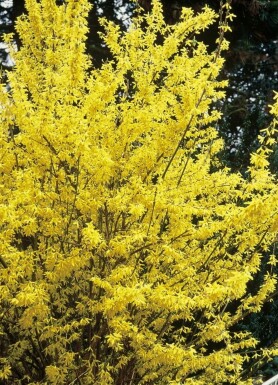Chinees klokje Forsythia intermedia 'Spectabilis' Pot Forsythia intermedia 'Spectabilis' struik