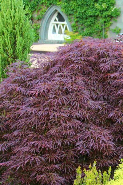 Acer palmatum 'Garnet' struik 80-100 cm