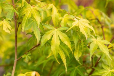 Acer palmatum 'Katsura' struik 80-100 cm