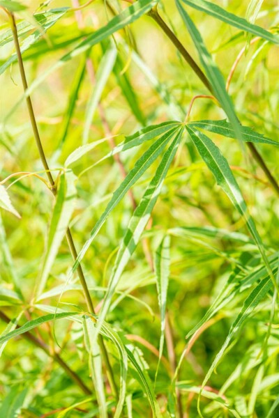 Acer palmatum 'Koto-no-ito' struik 60-80 cm