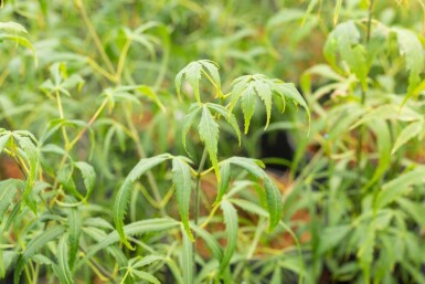 Acer palmatum 'Koto-no-ito' struik 60-80 cm