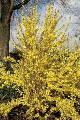 Forsythia intermedia 'Weekend'