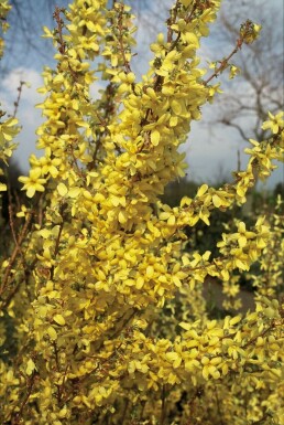 Chinees klokje Forsythia intermedia 'Weekend' Pot Forsythia intermedia 'Weekend' struik