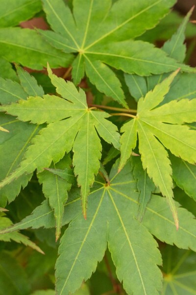 Acer palmatum 'Little Princess' struik 40-60 cm