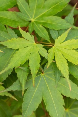 Geen afbeelding beschikbaar