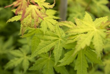 Acer palmatum 'Orange Dream' struik 40-60 cm